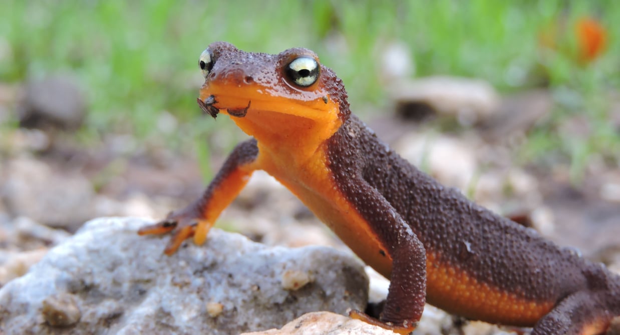 Why do Salamanders Breathe Through Their Skin?